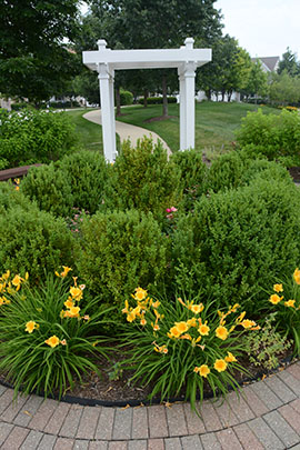 Trees and Garden